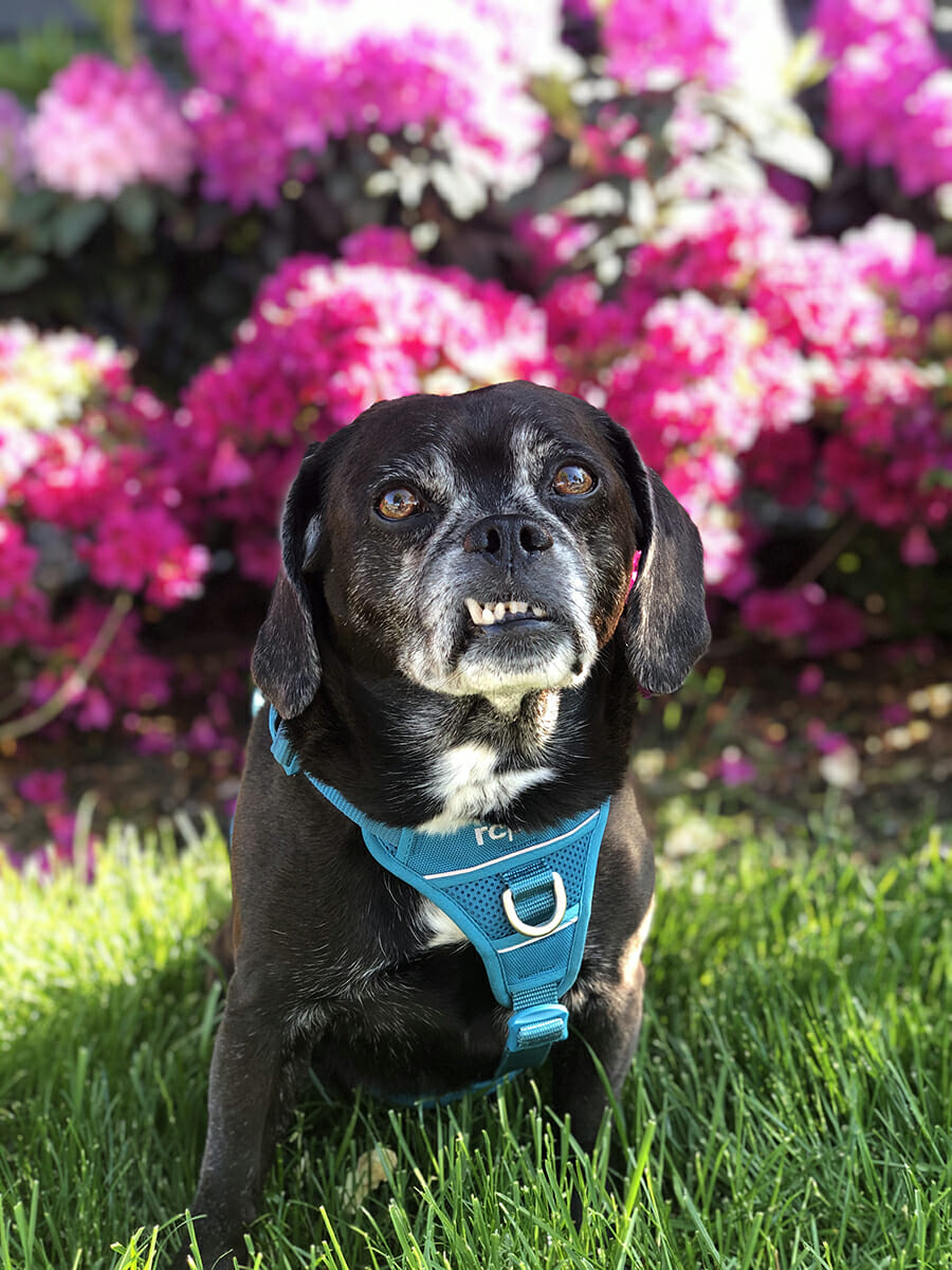 a black puggle with a turquoise harness with a crooked smile in from of pink hydrangeas