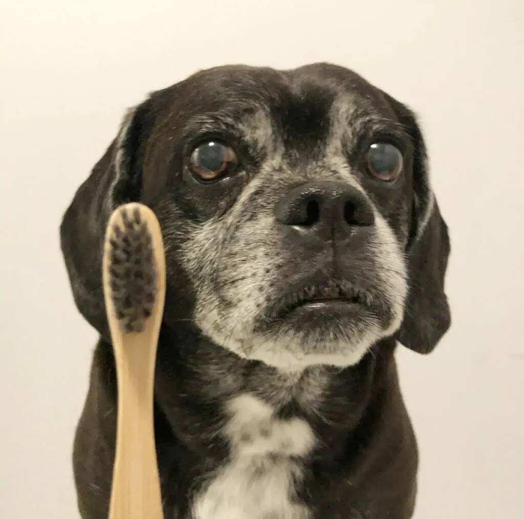 a black puggle dog stares at a bamboo dog toothbrush suspiciously