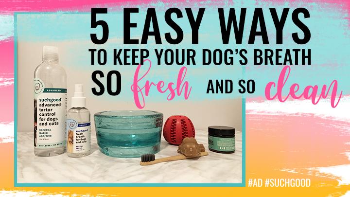 Five Simple, Effective Things You Can Do at Home to Give Your Dog Cleaner Teeth and Fresher Breath