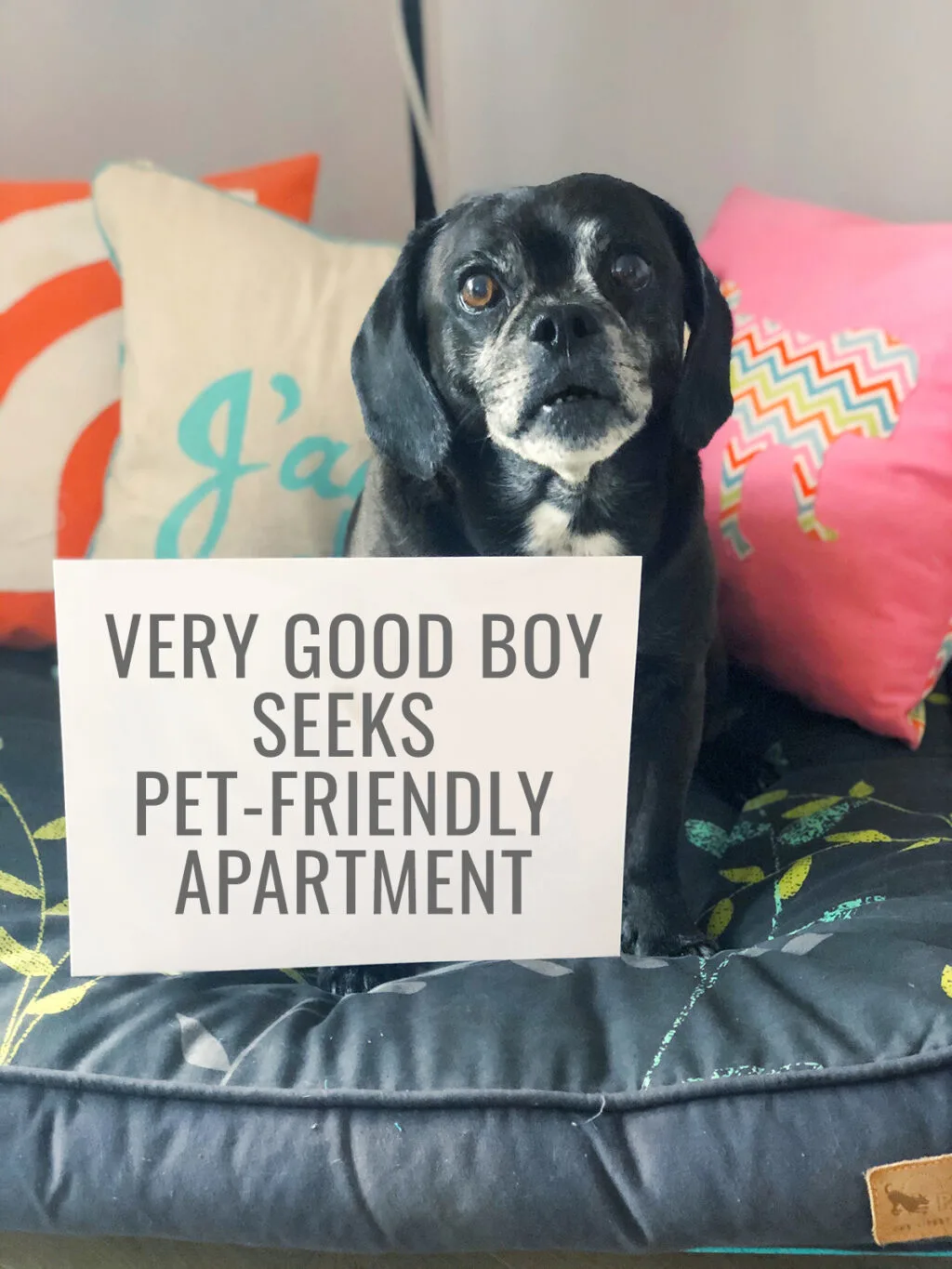 a black puggle sits on a dog bed with a sign that says "very good boy seeks pet-friendly apartment" 