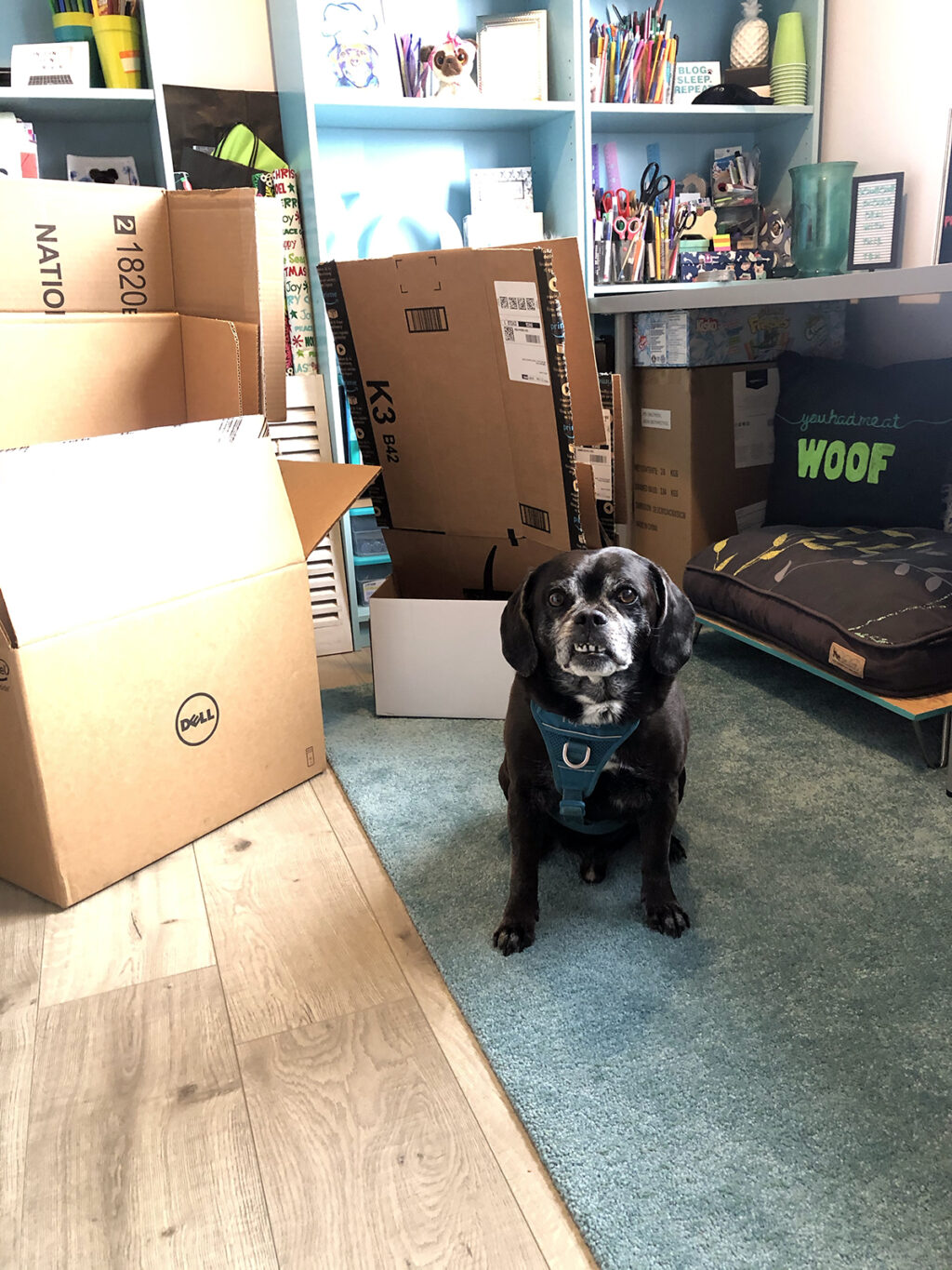 a black puggle with a grumpy face sits in front of a pile of boxes. 