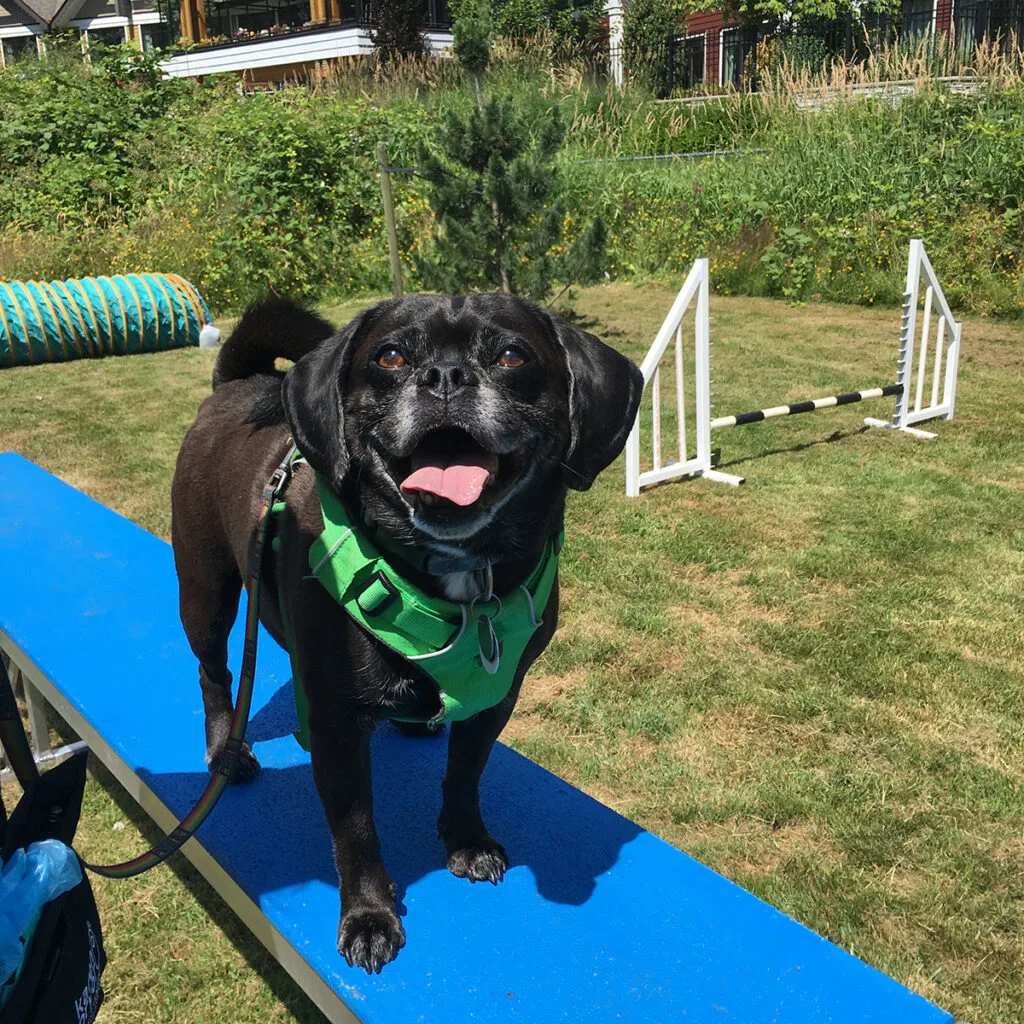 a black puggle with his tongue out and a grin on his face stands on a training deck at an outdoor agility space