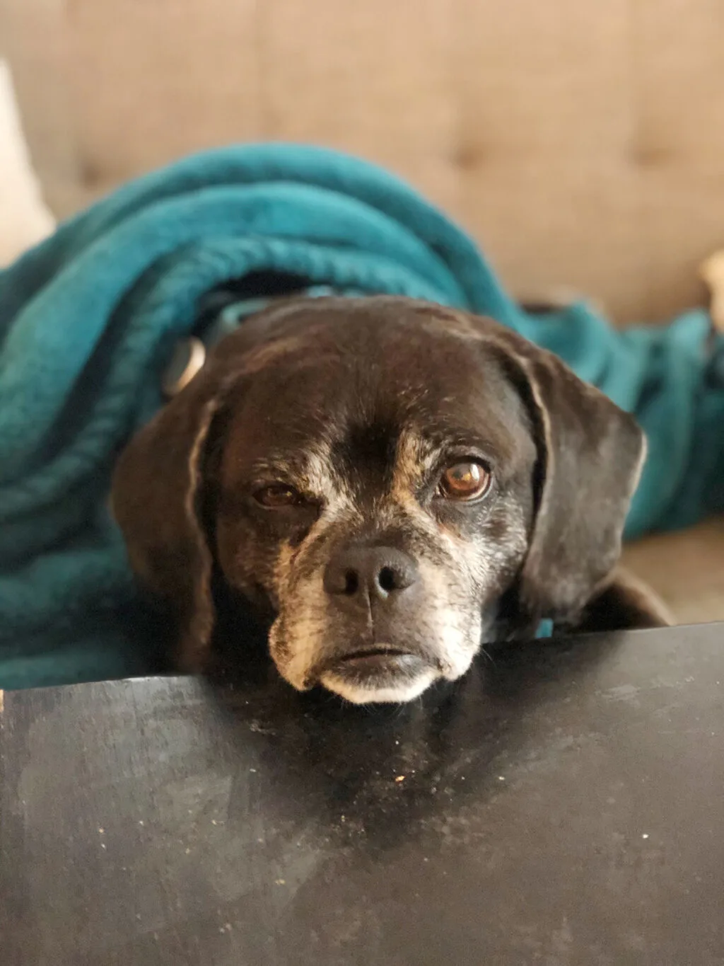 a black puggle os rolled in a turquoise fleece blanket and looks grumpily at the camera.