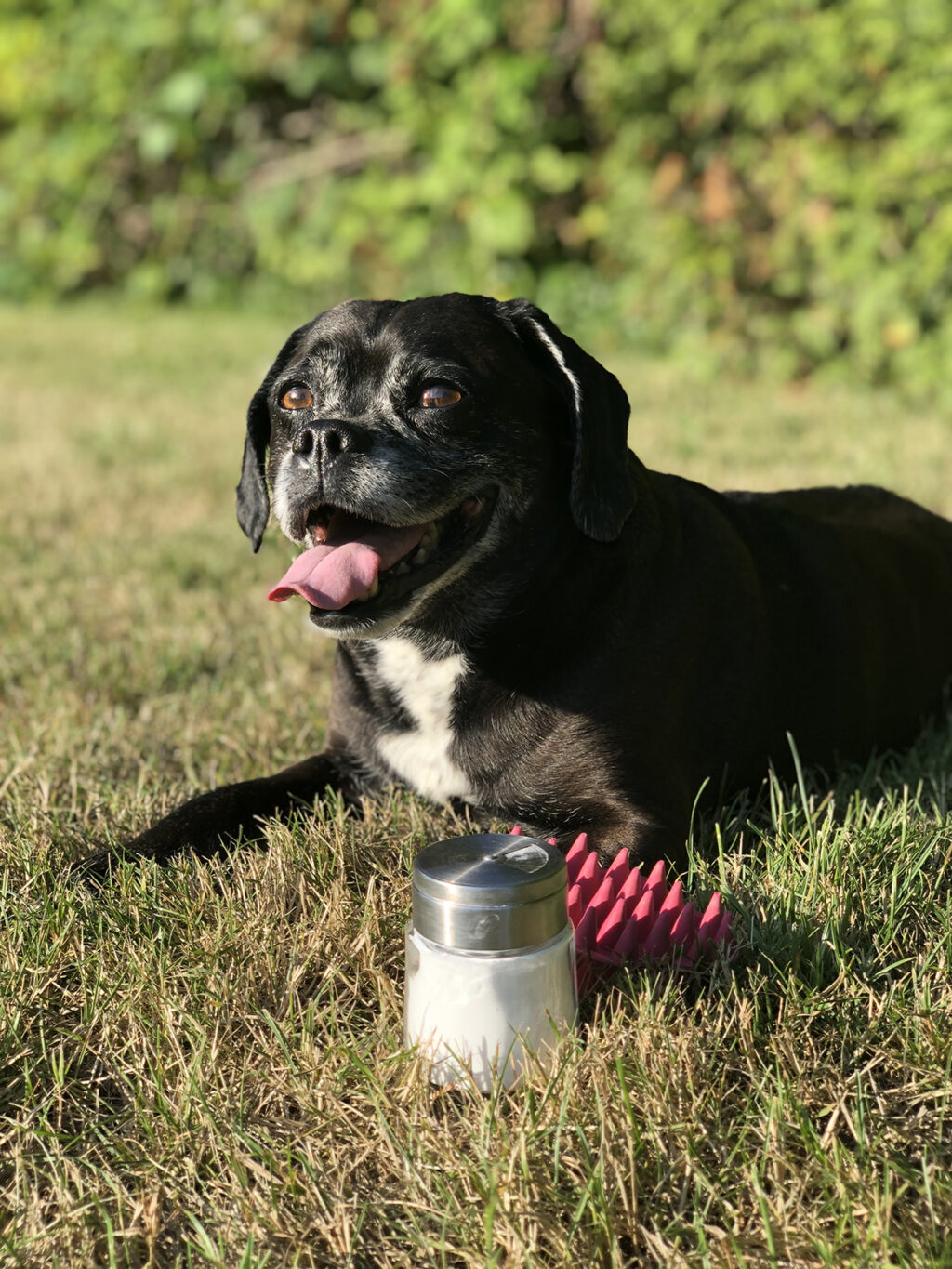 a black puggle with his tongue out and a grin on his face lays in the grass with a rubber dog brush and a jar of dry dog shampoo