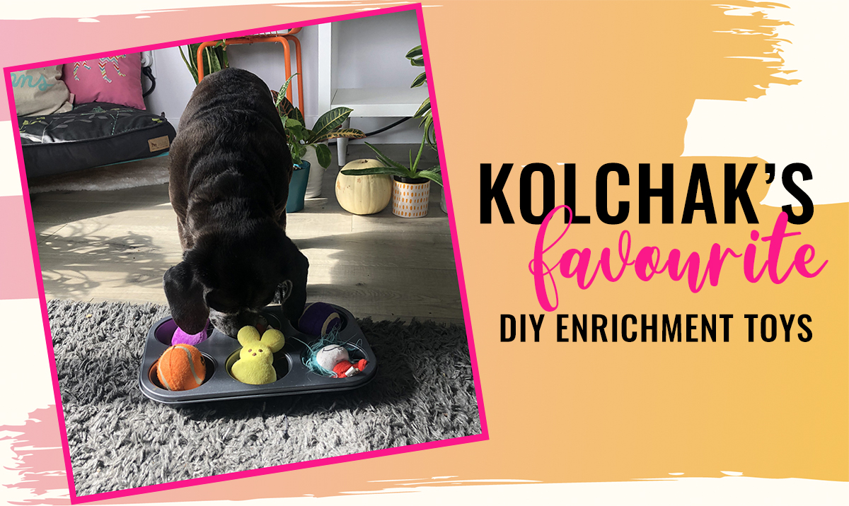 Kol’s Favourite DIY Enrichment Games for Dogs