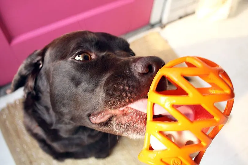 a chocolate lab licks at a frozen dog treat inside a Hol-ee Gourmet Turkey Leg dog toy