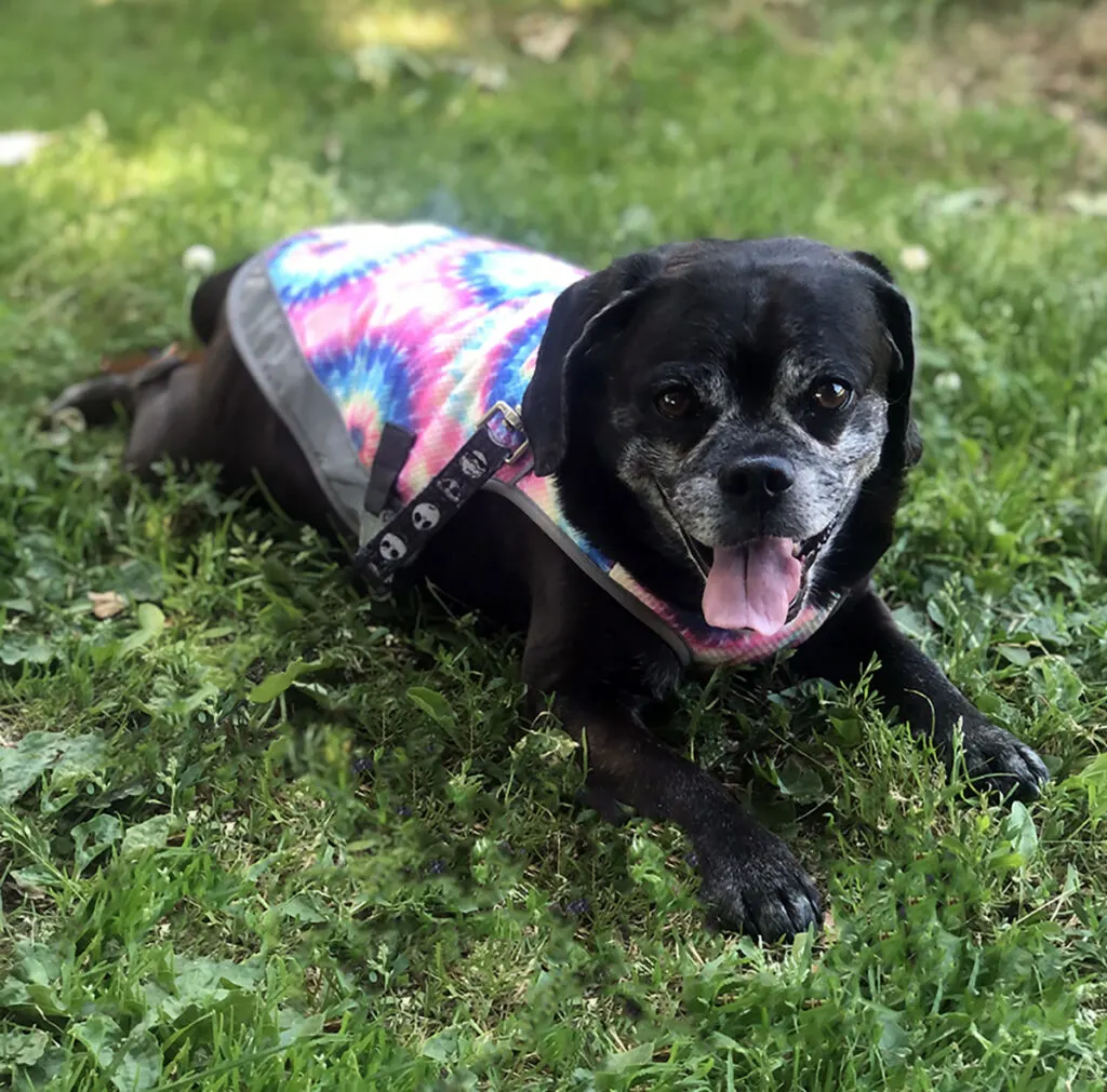 black puggle dog lays in the grass with his tongue out, panting while wearing a bright rainbow tie dye Canada Pooch cooling vest on a hot day