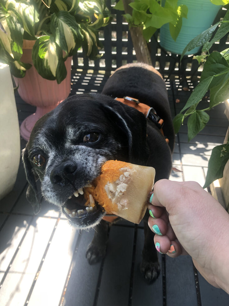 a black puggle dog takes a big bite out of a chicken and sweet potato popsicle while comically baring his teeth
