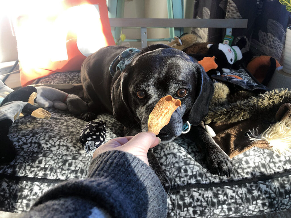 a black puggle dog lays on a dog bed being handed a homemade dried sweet potato dog treat