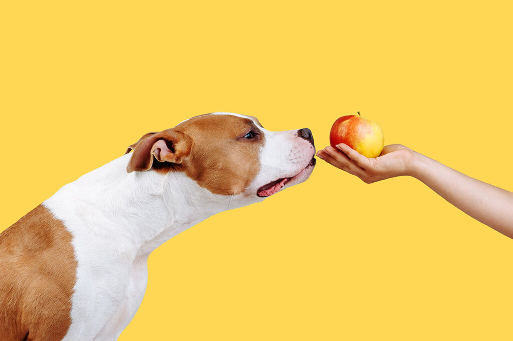 a brown and white bully breed dog sniffs at a hand holding a red and yellow apple. 