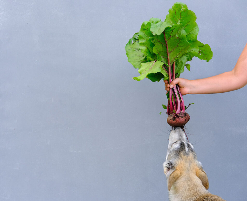 a hand holds a freshly picked beet with beet tops attached while a beige and grey dog sniffs at it.