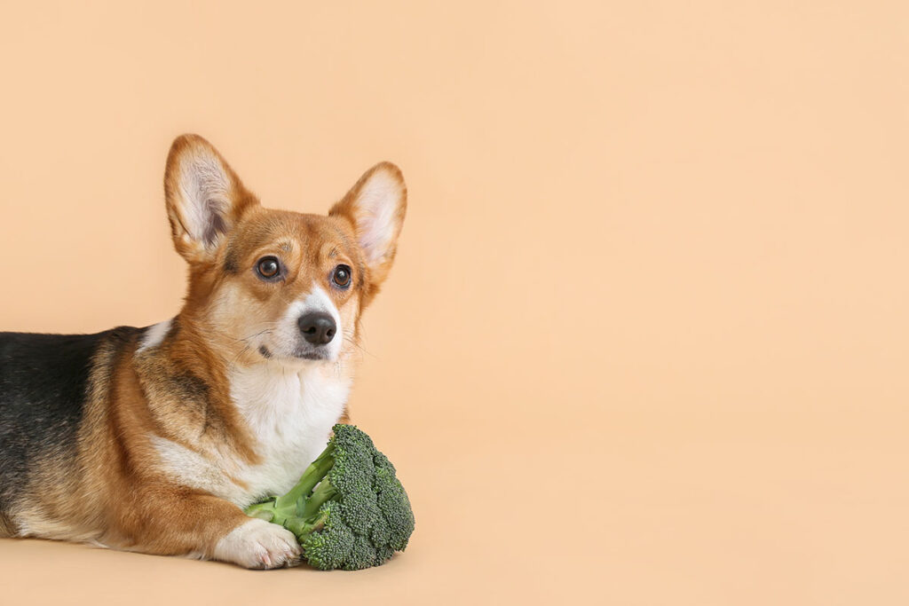 a corgi lays on the floor with a piece of broccoli while staring at the camera