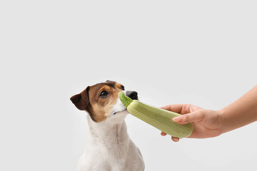 a hand holds out a light green courgette squash for a jack russell terrier to smell