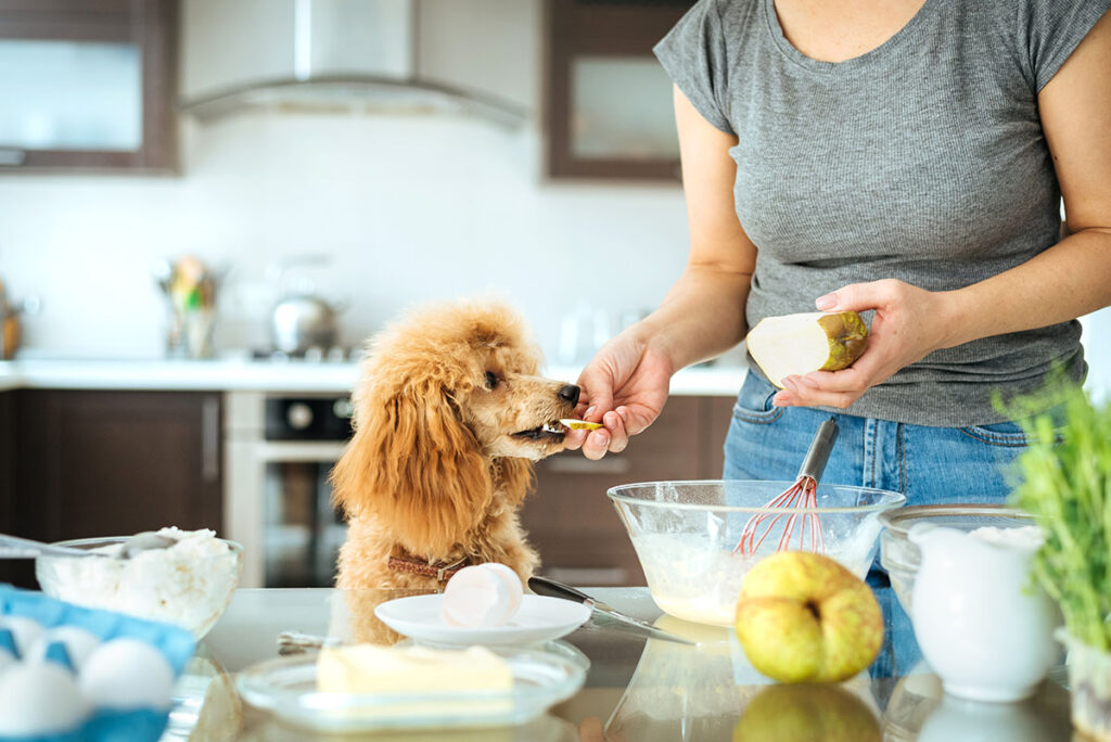 a woman in a grey t shirt slices a pear and passes a piece to an apricot coloured poodle while baking in the kitchen