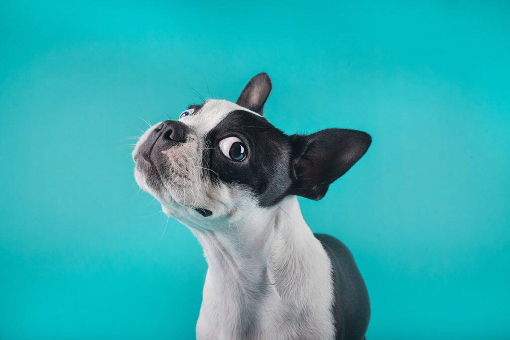 a black and white boston terrier cocks his head to the side and looks at the camera in disbeleif