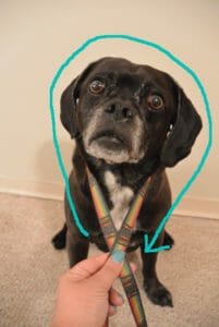 How to Leash a Lost Dog With No Collar - Kol's Notes