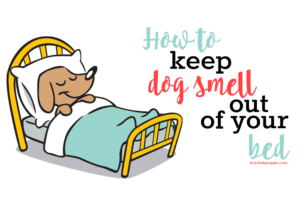 diy dog odor remedies