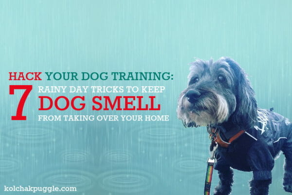Hack Your Dog Training: 7 Rainy Day Tricks To Help Prevent Wet Dog Smell from Taking Over your Home