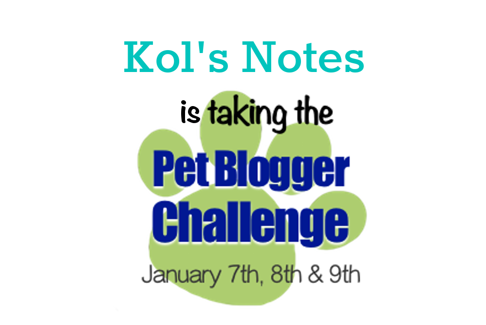 Pet Blogger Challenge: An Ode to Challenging Year