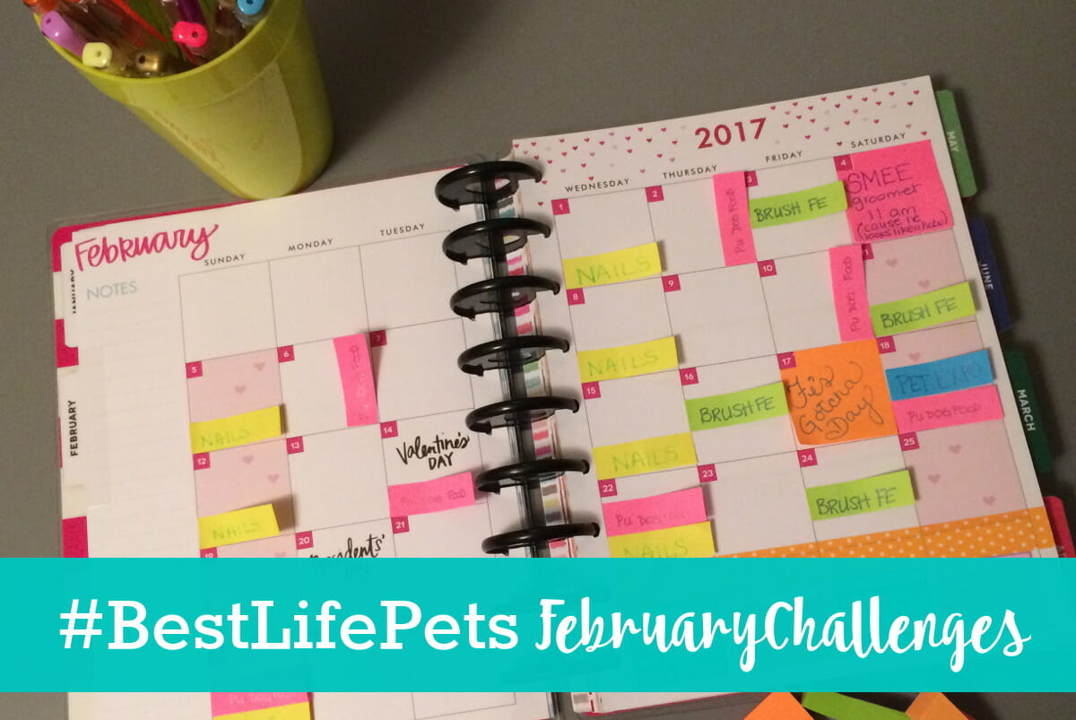 #BestLifePets Memory Planner: February Themes & Challenges